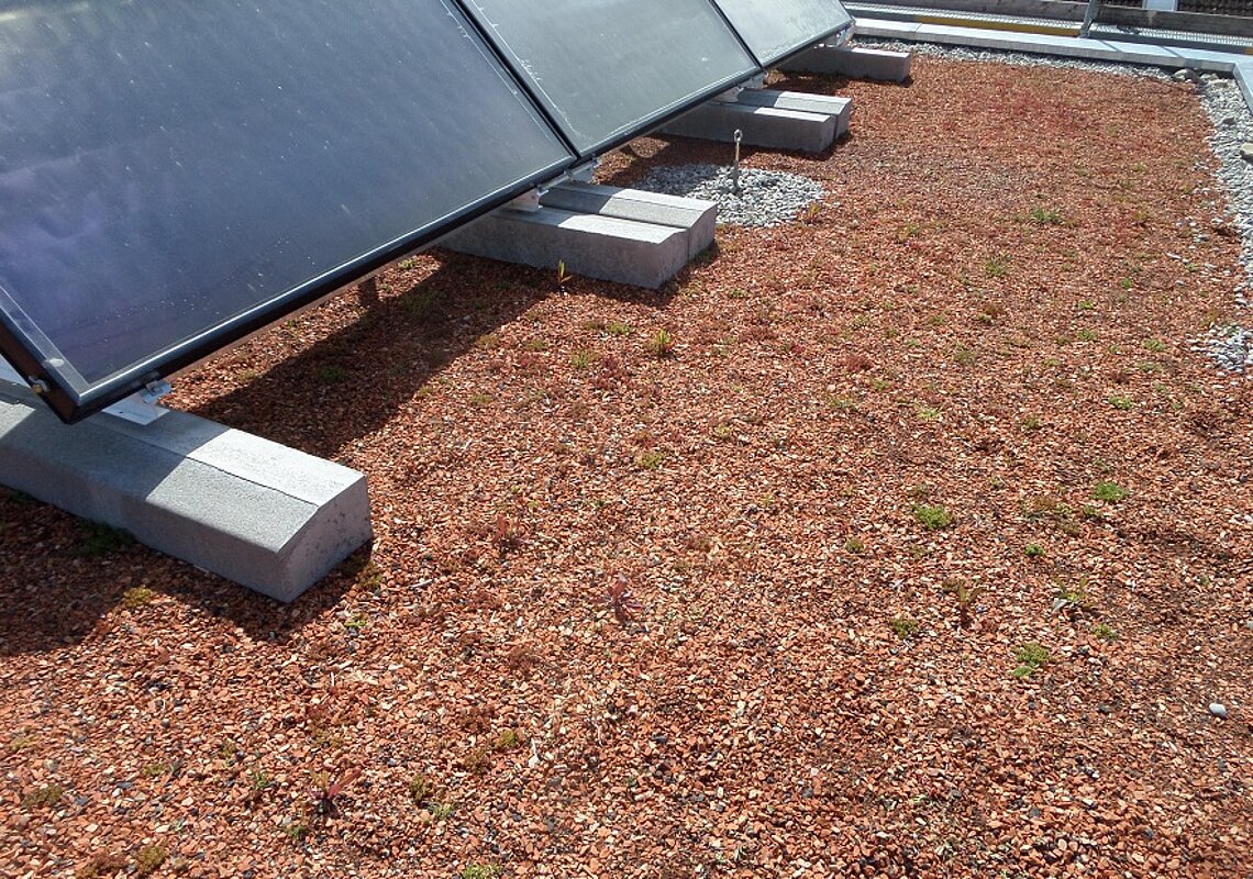 Dachbegrünung und Solarkollektoren, das Sedum beginnt auszutreiben
